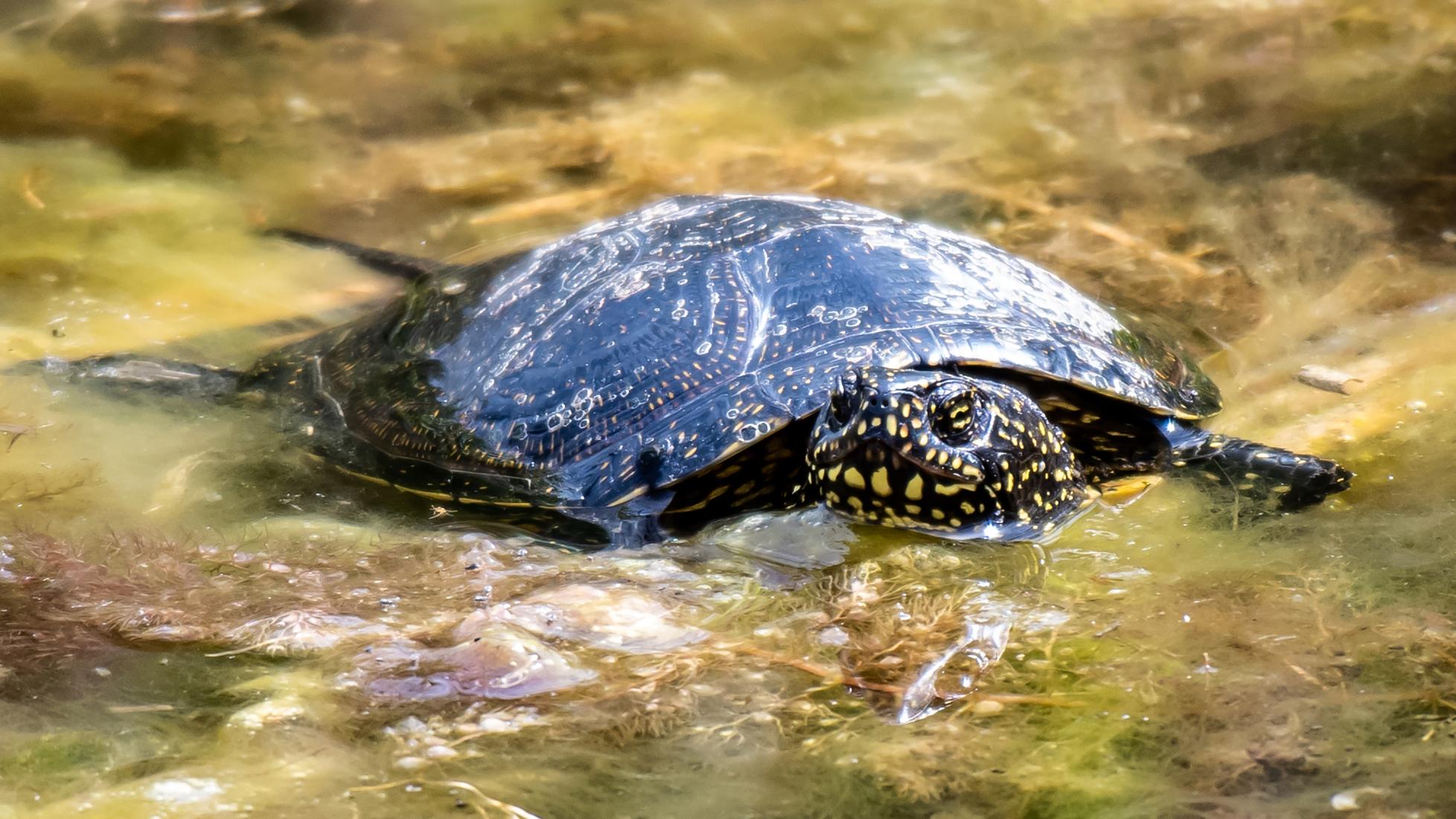 Europäische Sumpfschildkröte