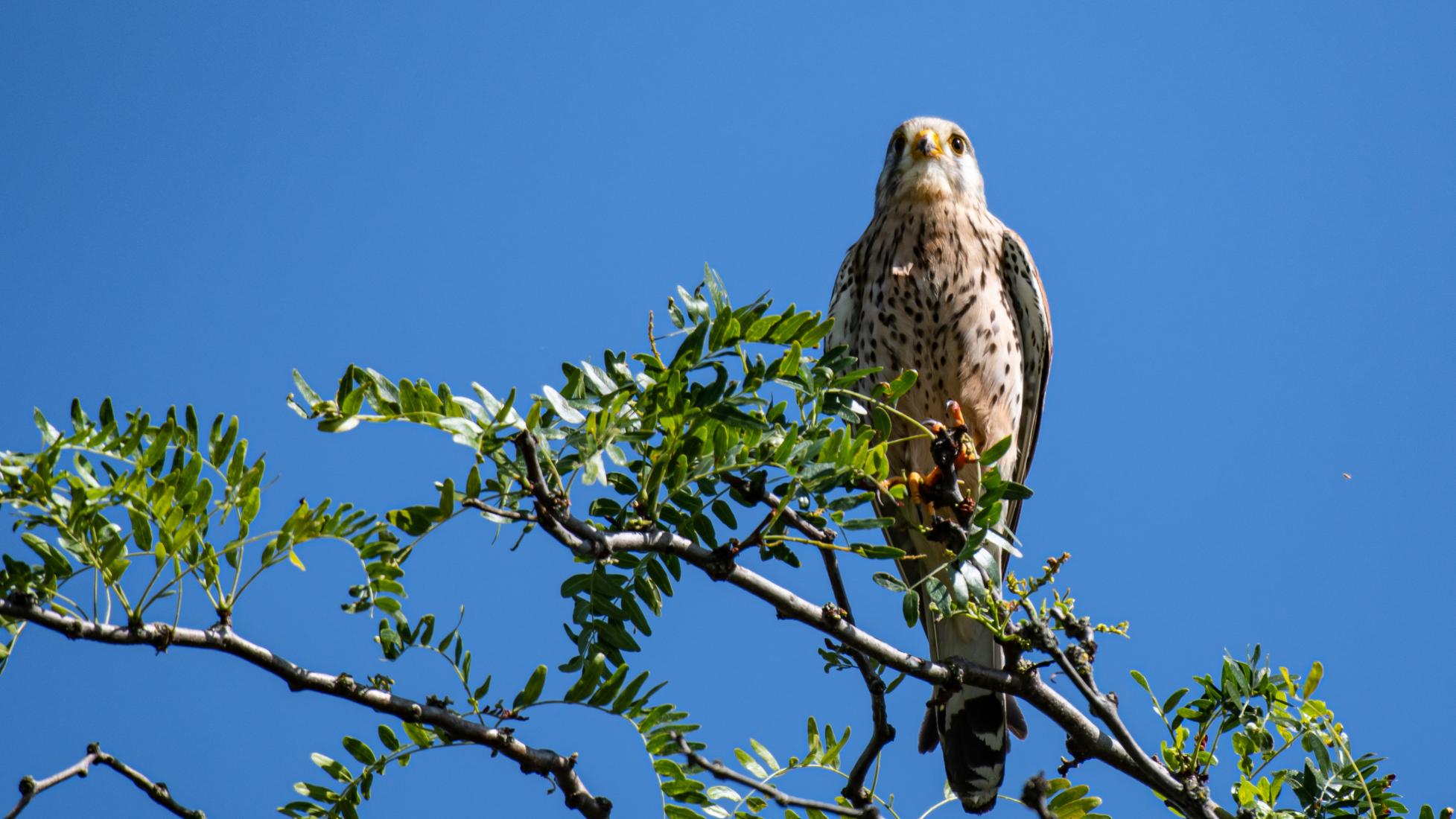 Turmfalke