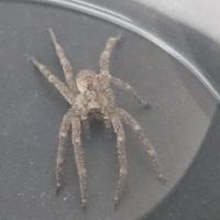 Nosferatu Spinne