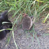 Igel